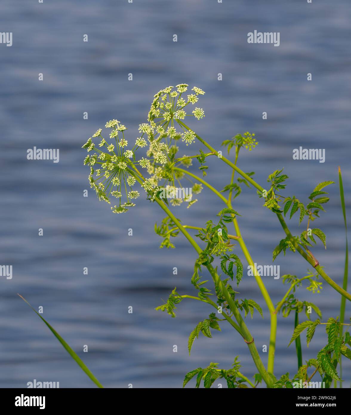 water hemlock - Cicuta maculata - in bloom, flower, blossom with blue water background. one of the most toxic plants on earth. closely related to the Stock Photo