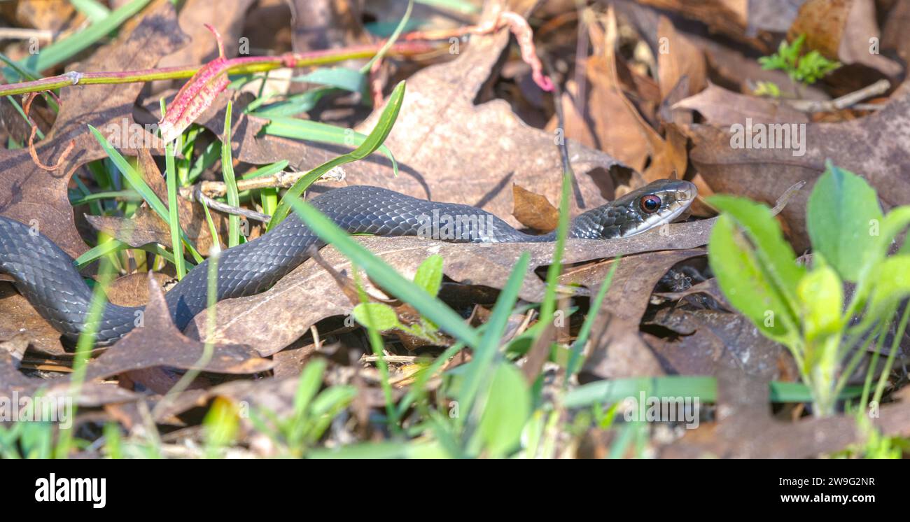 Wild southern black racer - Coluber constrictor priapus - slithering through leaves on the ground while searching for food in the garden. Stock Photo