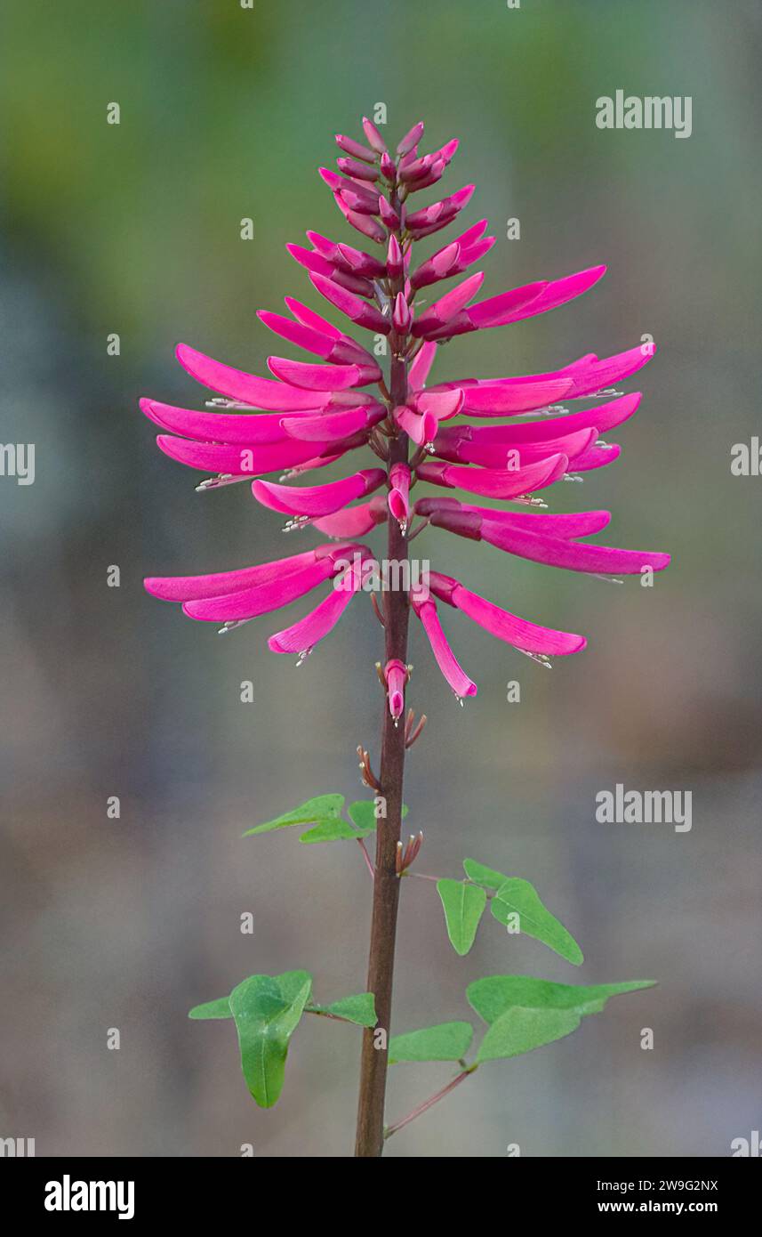 Coral bean - Erythrina herbacea - bright pink red tubular blooms that resemble firecrackers Stock Photo