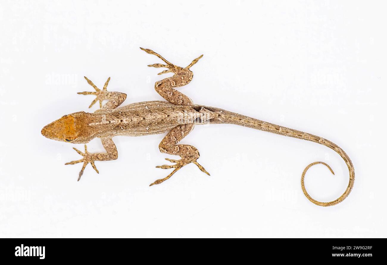 Cuban brown anole, Bahaman or De la Sagras anole - Anolis sagrei - top dorsal view isolated on white background, detail throughout Stock Photo
