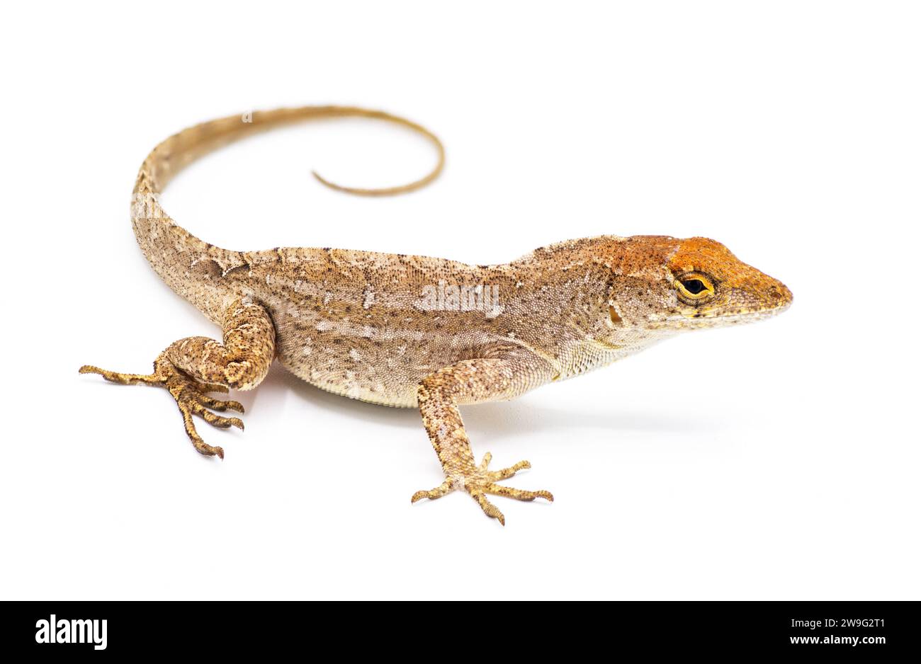 Cuban brown anole, Bahaman or De la Sagras anole - Anolis sagrei - side view looking at camera. isolated on white background, detail throughout Stock Photo