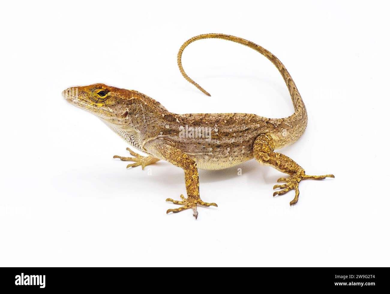 Cuban brown anole, Bahaman or De la Sagras anole - Anolis sagrei - side front view looking at camera. isolated on white background, detail throughout Stock Photo
