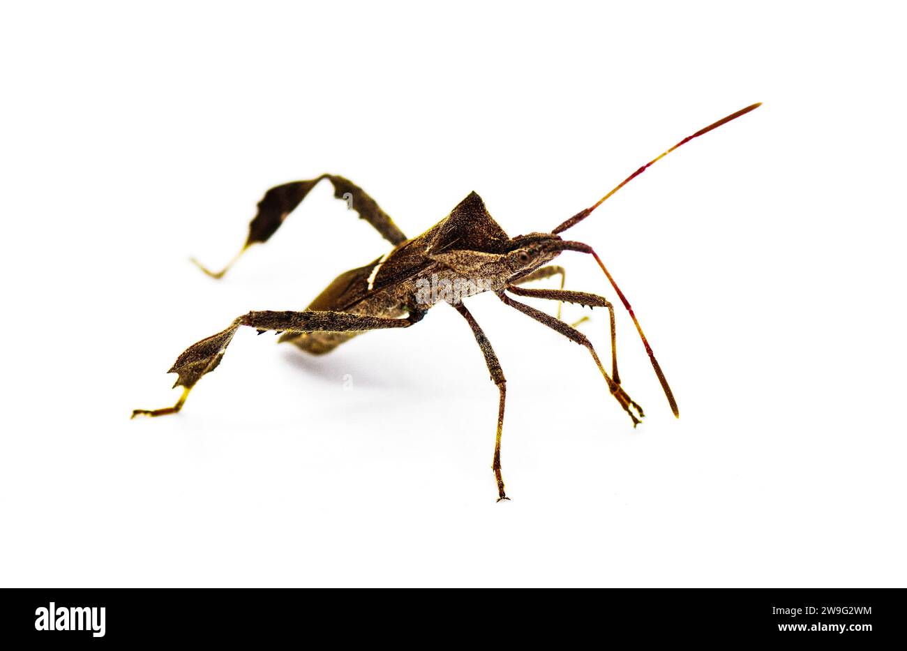 eastern leaffooted or leaf footed bug - Leptoglossus phyllopus - isolated on white background Stock Photo