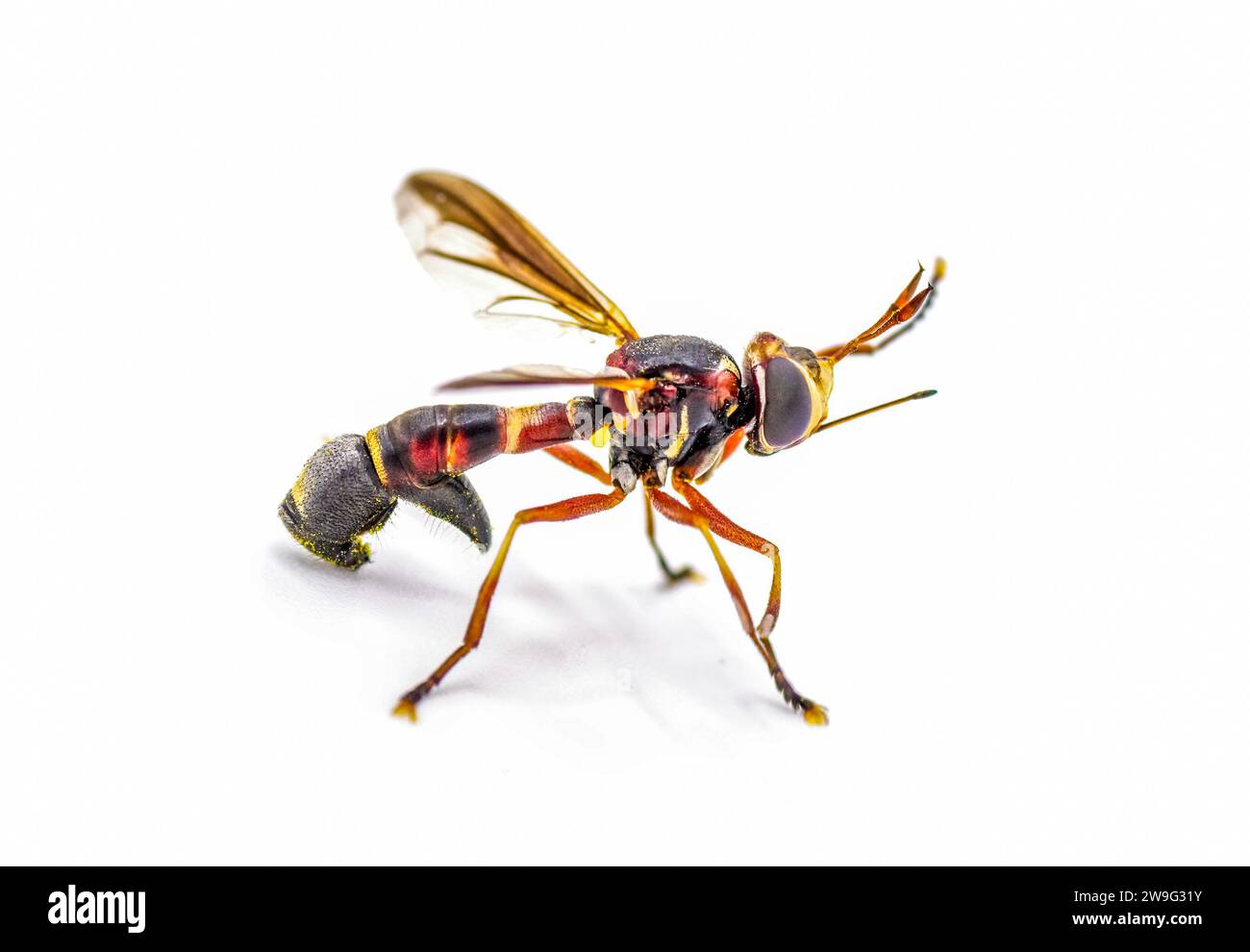 Male hornet mimic hoverfly Cut Out Stock Images & Pictures - Alamy