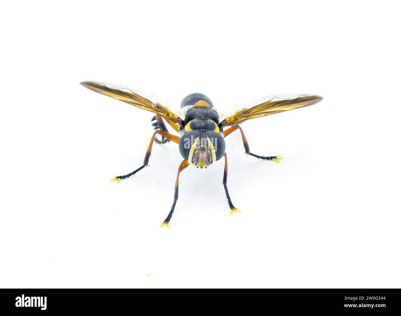 Trichopoda plumipes - a species of bristle fly in the family Tachinidae ...