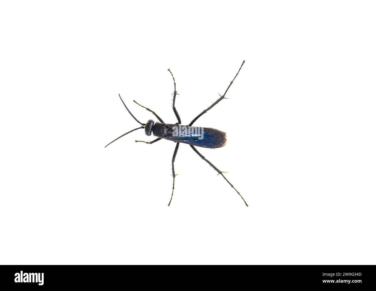 great black digger wasp - sphex pensylvanicus - similar behavior as a