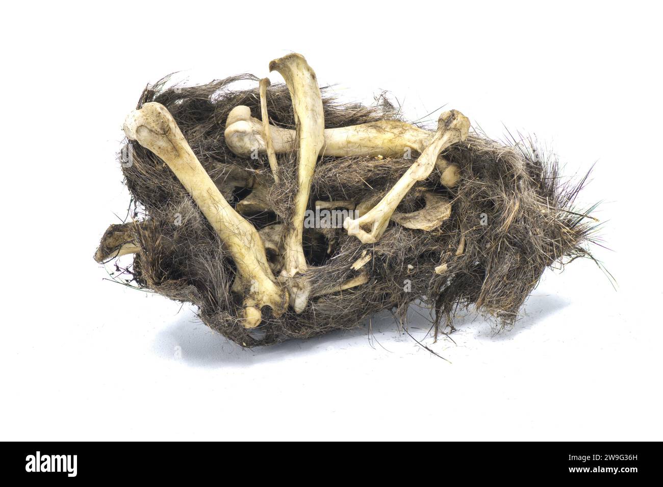 Owl pellet. An Owl's regurgitated remains of undigested prey bones likely of a mouse or small rodent.  Broken open version. Isolated on white backgrou Stock Photo