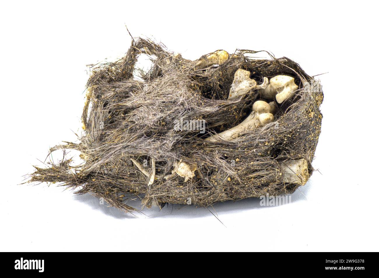 Owl pellet. An Owl's regurgitated remains of undigested prey bones likely of a mouse or small rodent.  Whole unbroken version. Isolated on white backg Stock Photo