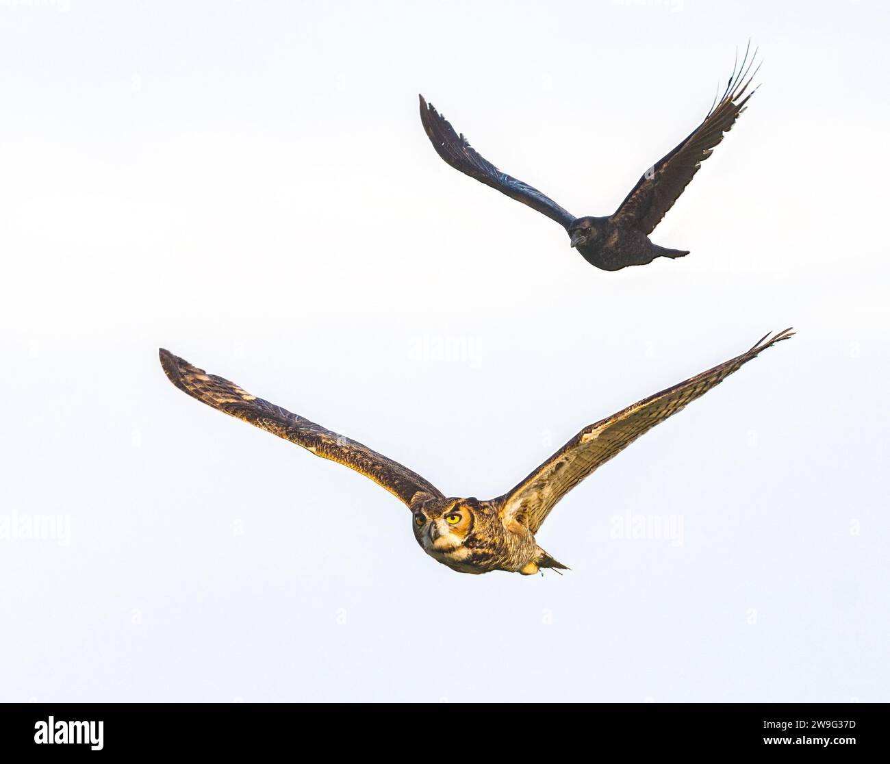 Black American crow - Corvus brachyrhynchos - chasing a great horned ...