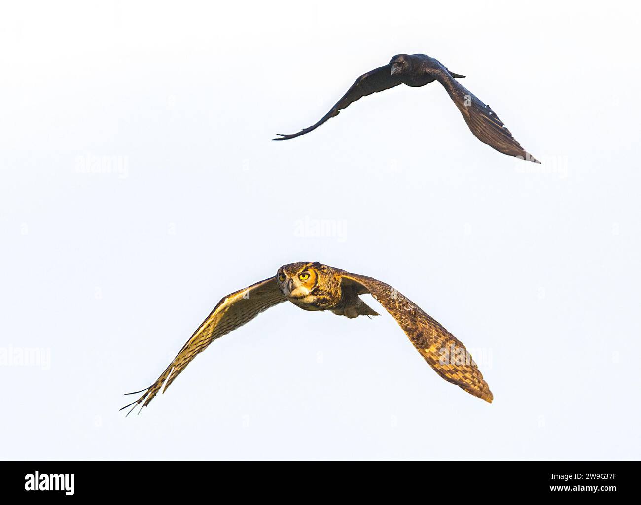 Black American crow - Corvus brachyrhynchos - chasing a great horned