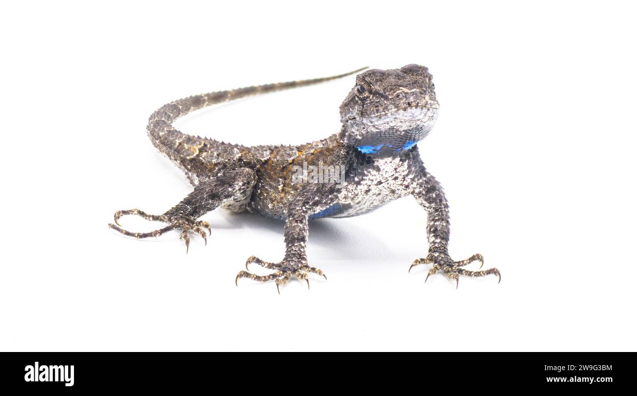 Male eastern fence lizard or swift -Sceloporus undulatus - isolated on white background.  Blue belly and neck visible. Stock Photo