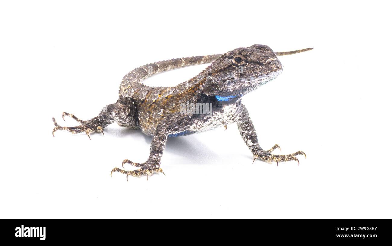 Male eastern fence lizard or swift -Sceloporus undulatus - isolated on white background.  Blue belly and neck visible Stock Photo