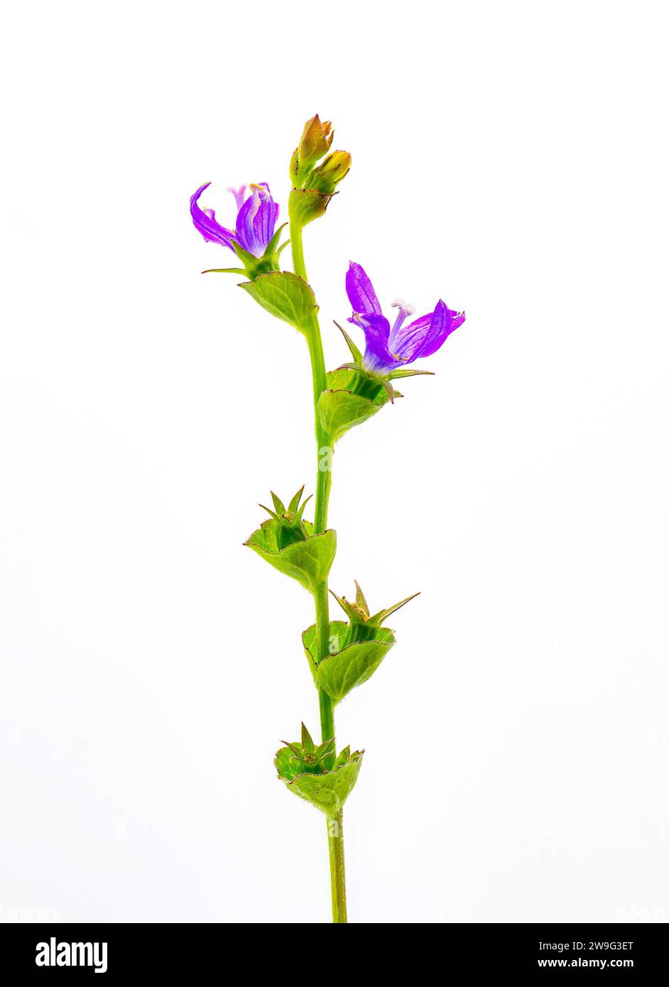 Venus’s Looking Glass - Triodanis perfoliata - Bellflower family, purple flower, green cup shaped leaves isolated on white background Stock Photo