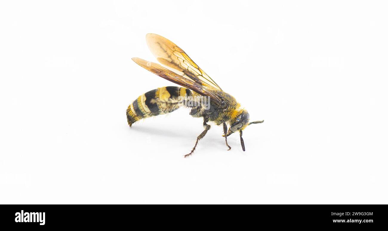 hairy footed scoliid wasp - Dielis pilipes - isolated on white background, side profile view Stock Photo