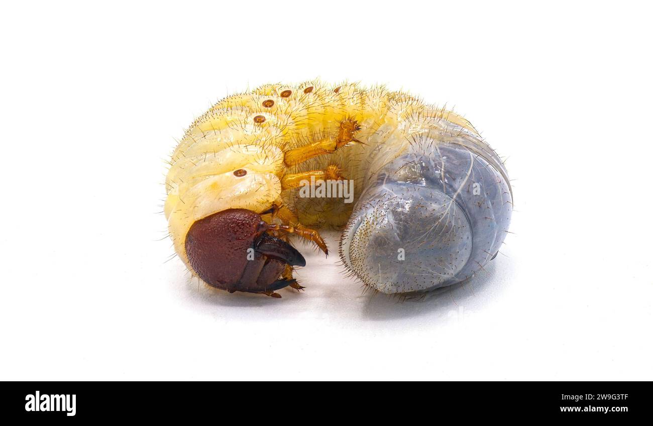 June beetle larva Cut Out Stock Images & Pictures - Alamy