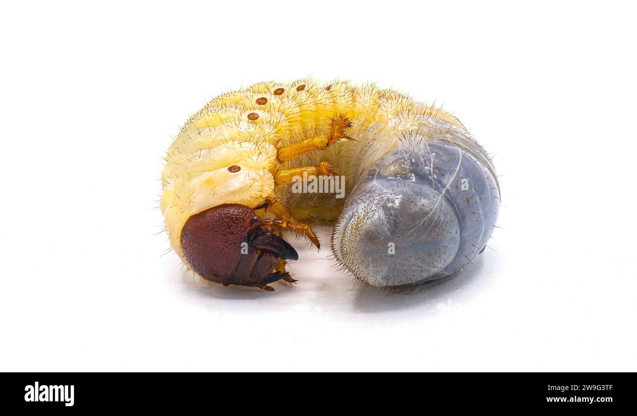 Larval grub worm form of smooth ox beetle Strategus aloeus isolated