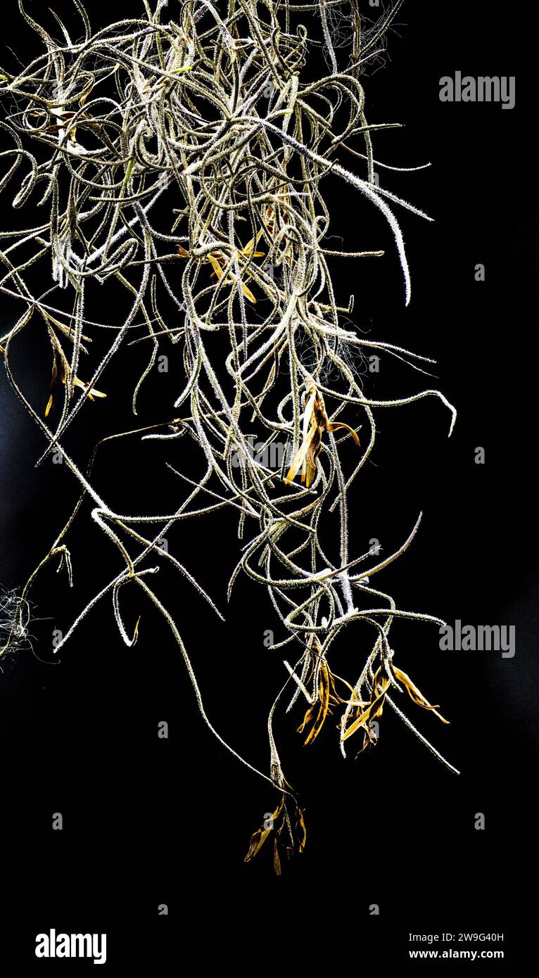 Spanish moss Tillandsia usneoides showing yellow blooms, flowers or