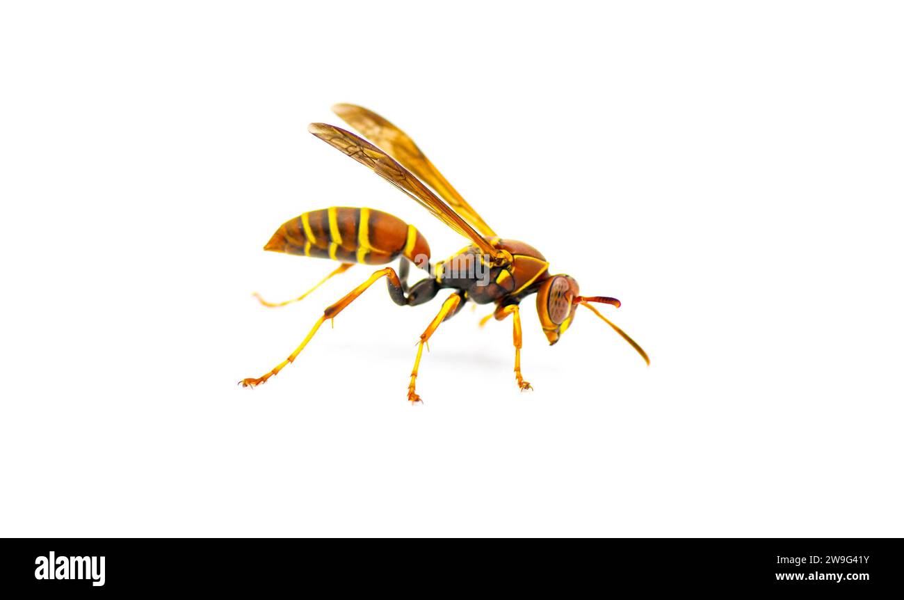 Hunters Little Paper Wasp - Polistes dorsalis dorsalis - side profile view standing tall with extreme detail.  Isolated on white background Stock Photo