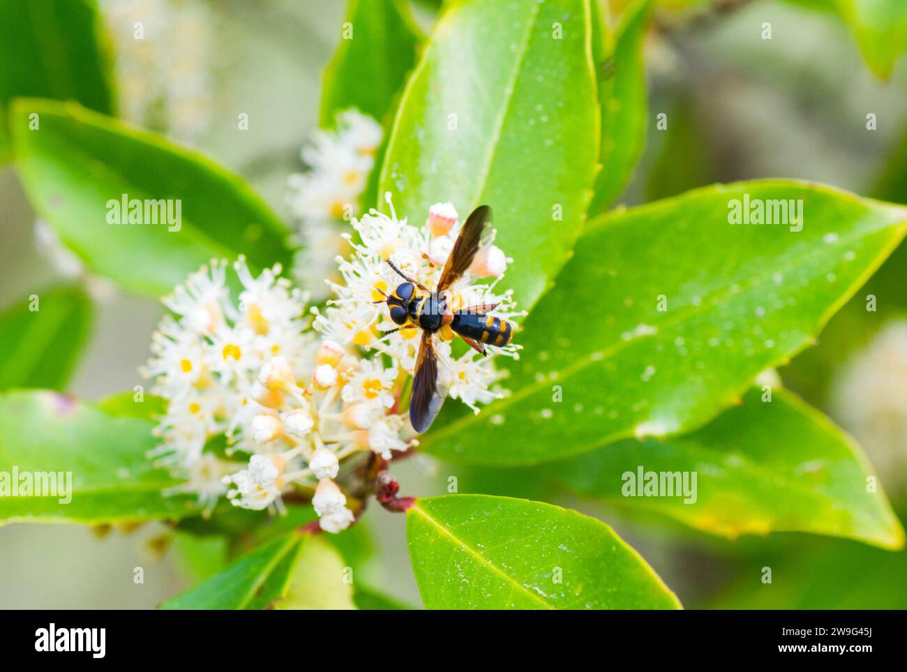 Trichopoda plumipes - a species of bristle fly in the family Tachinidae. Top dorsal view Eating nectar from cherry laurel tree blooms - Stock Photo
