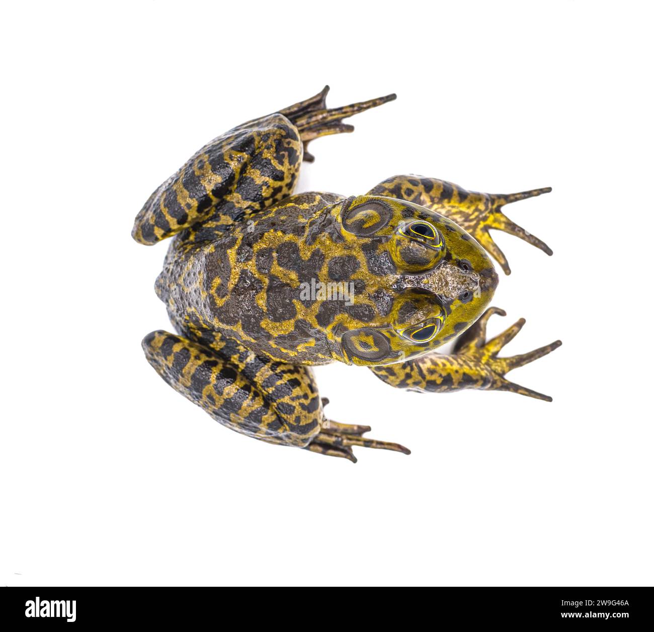 American bullfrog - Lithobates or Rana catesbeianus - view from dorsal above, isolated on white background Stock Photo