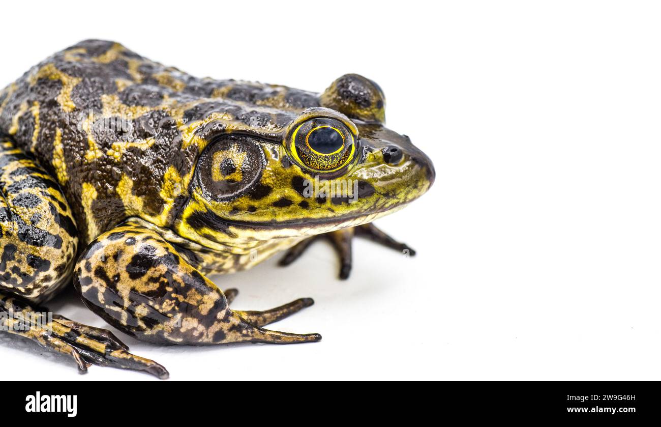 American bullfrog - Lithobates or Rana catesbeianus - large male closeup Isolated on white background with copy space Stock Photo