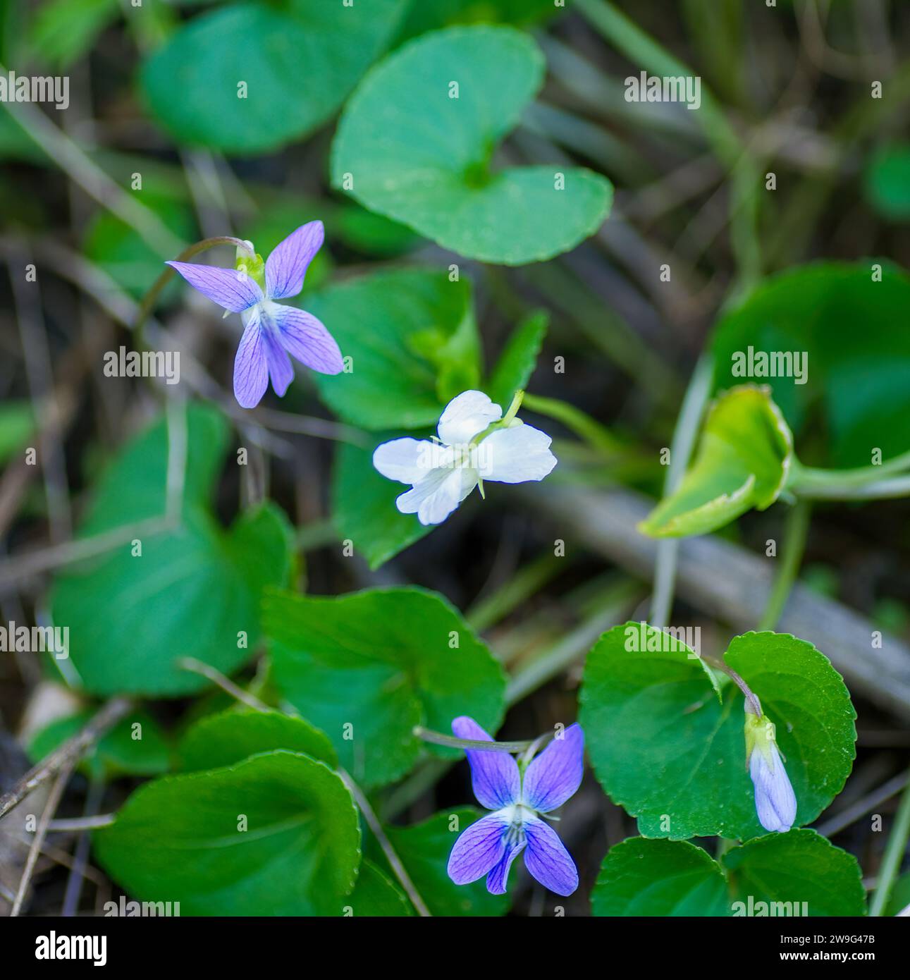 Wild Florida violet - Viola floridana - or Viola Sororia - purple blue color flower, bloom or blossom with dark green heart shaped leaves Stock Photo