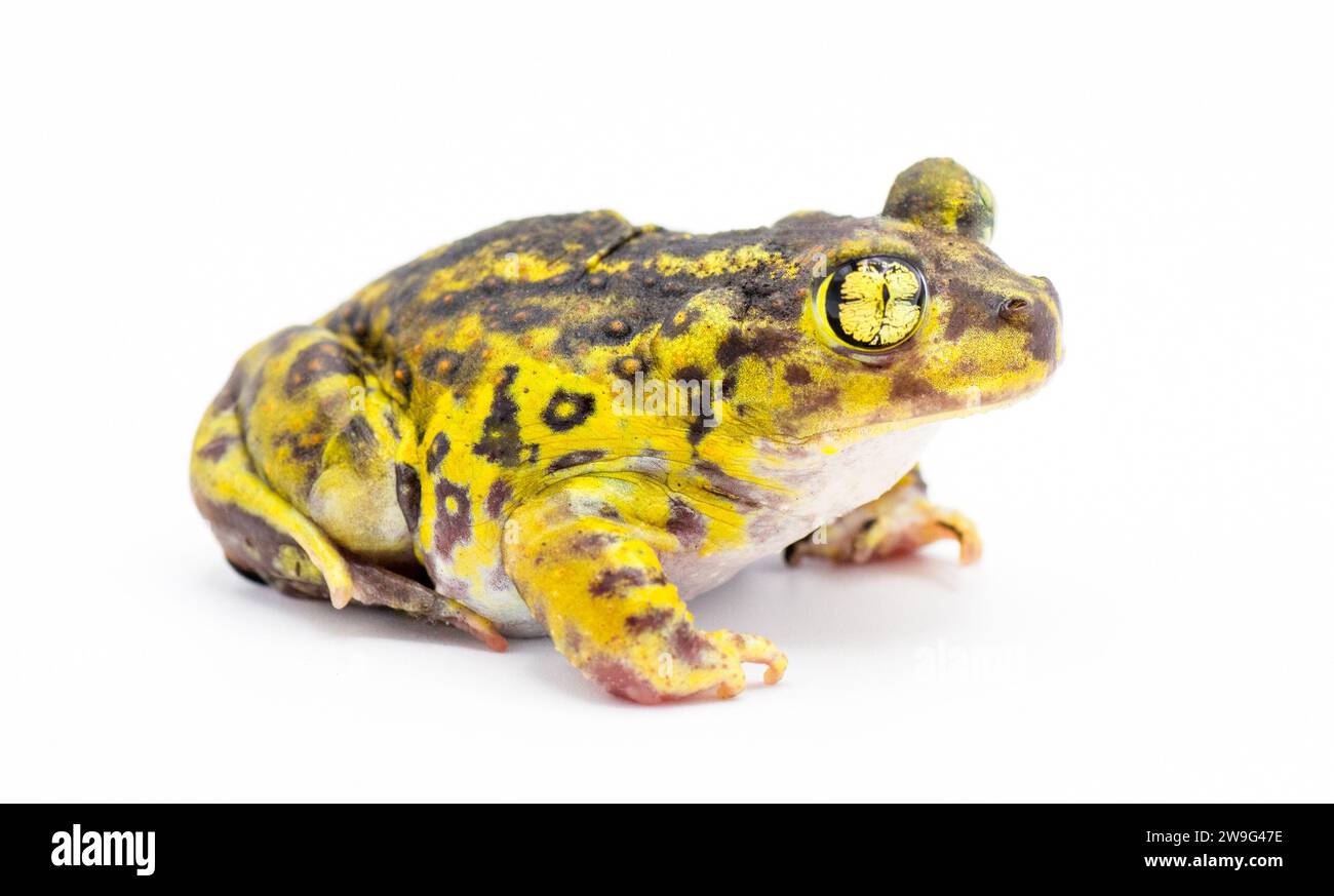 eastern spadefoot toad or frog - Scaphiopus holbrookii - side profile view.  Isolated on white background Stock Photo