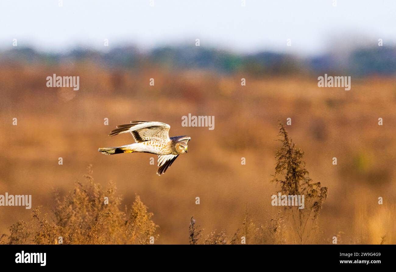 Male northern harrier -circus cyaneus - flying low over meadow, sideways view, underside of wings and tail showing, looking forward Stock Photo