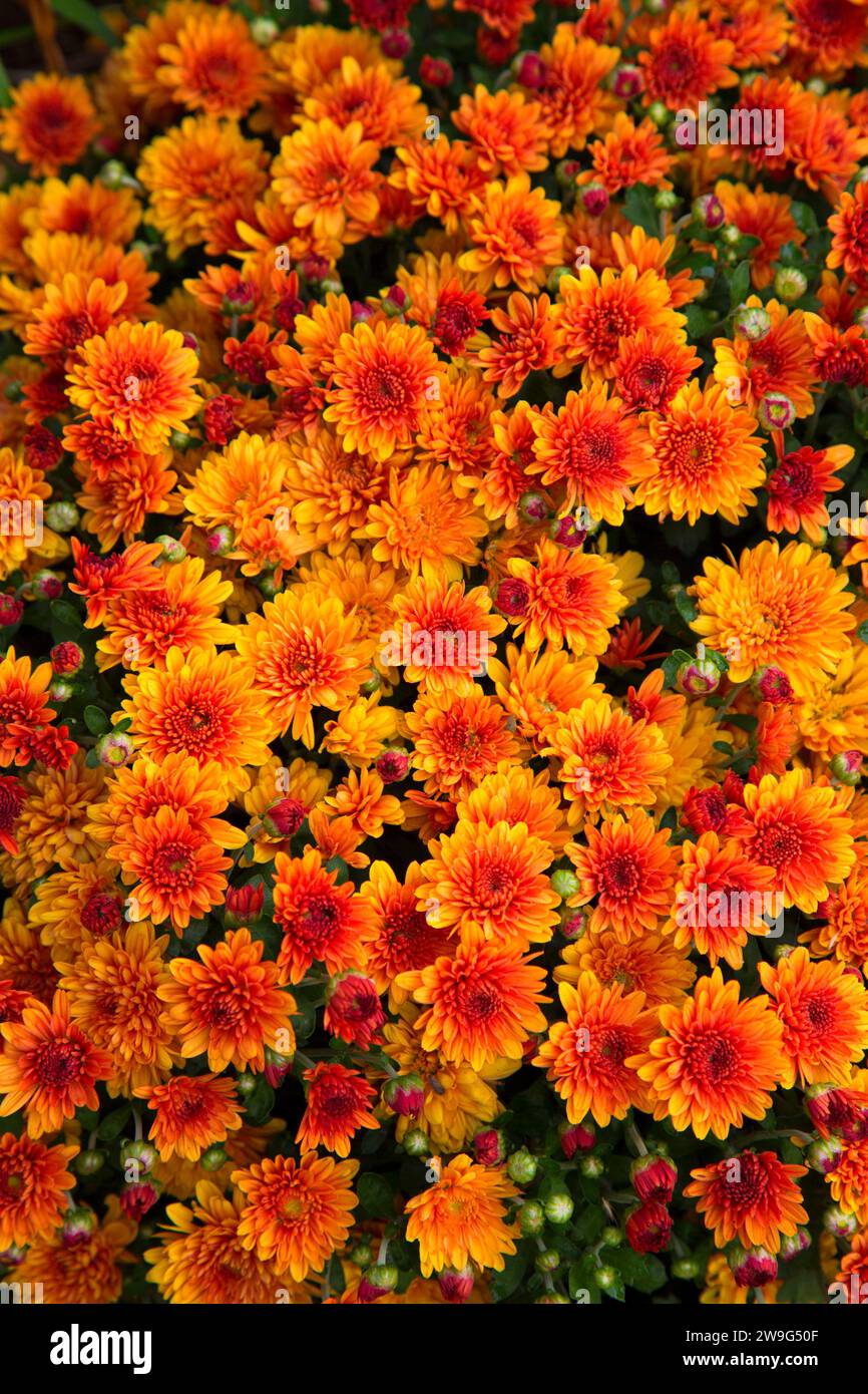 Mums, Elizabeth Park, Hartford, Connecticut Stock Photo