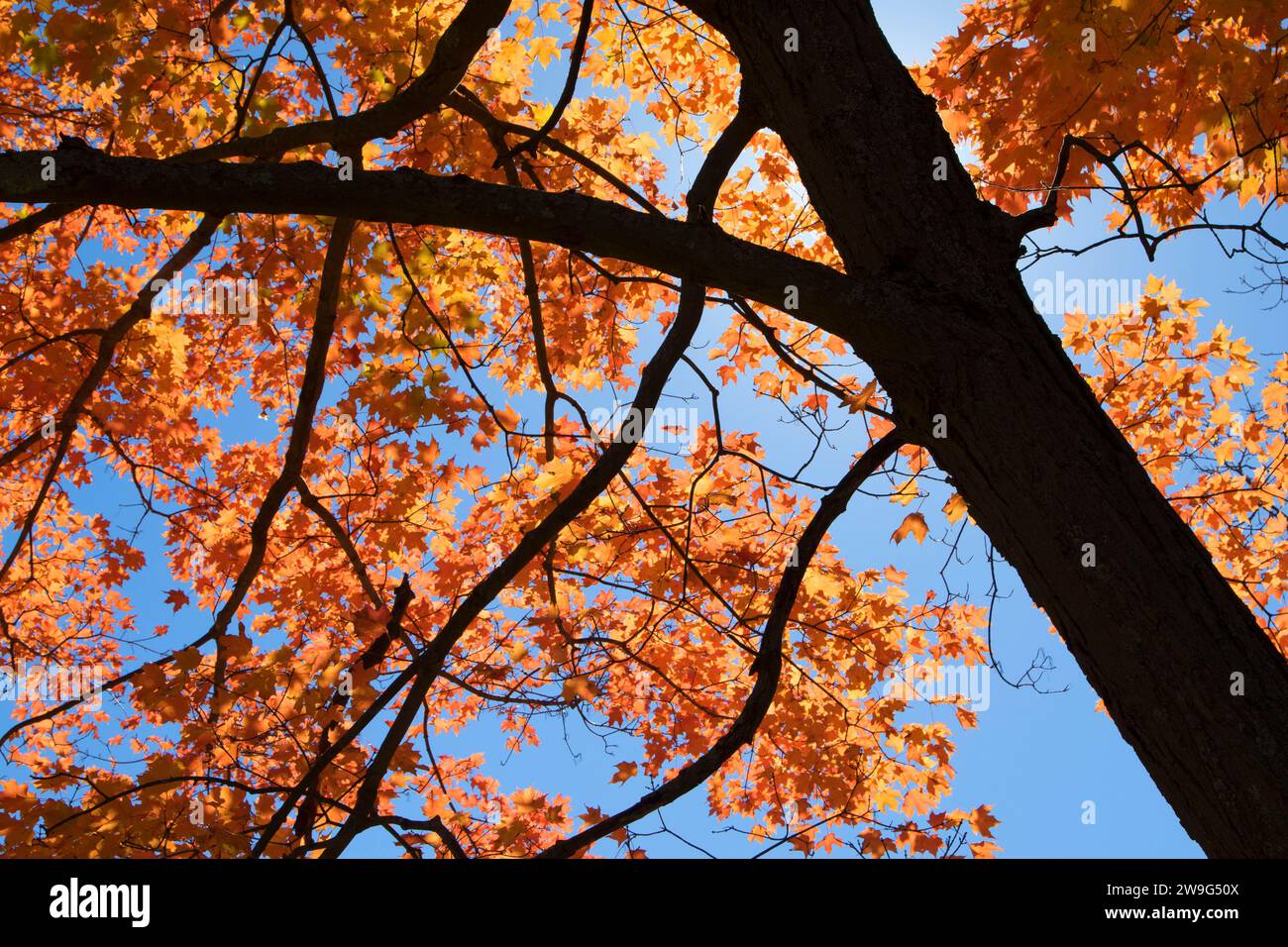 Sugar maple fall foliage, Wolcott Park, West Hartford, Connecticut