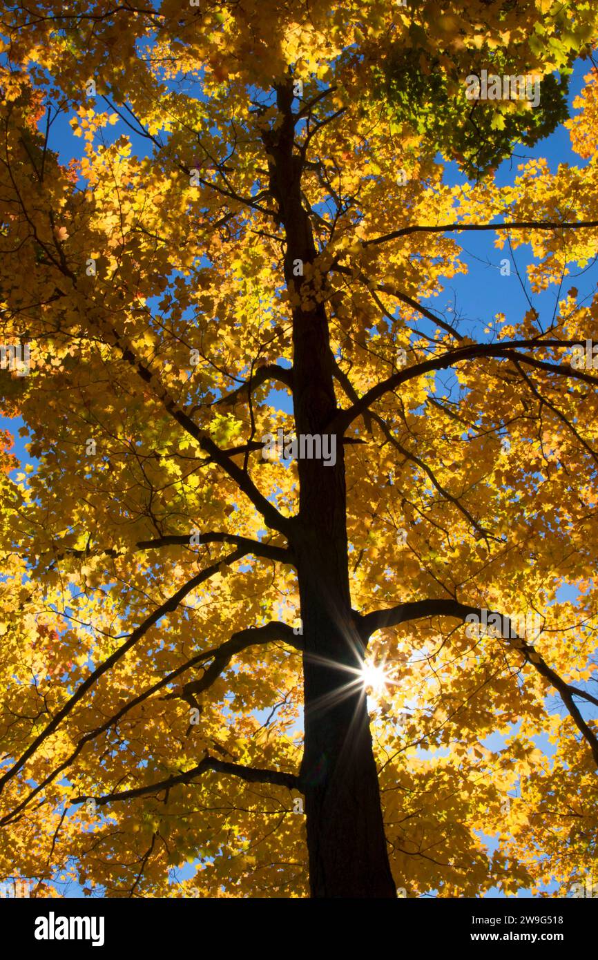 Sugar maple fall foliage, Wolcott Park, West Hartford, Connecticut
