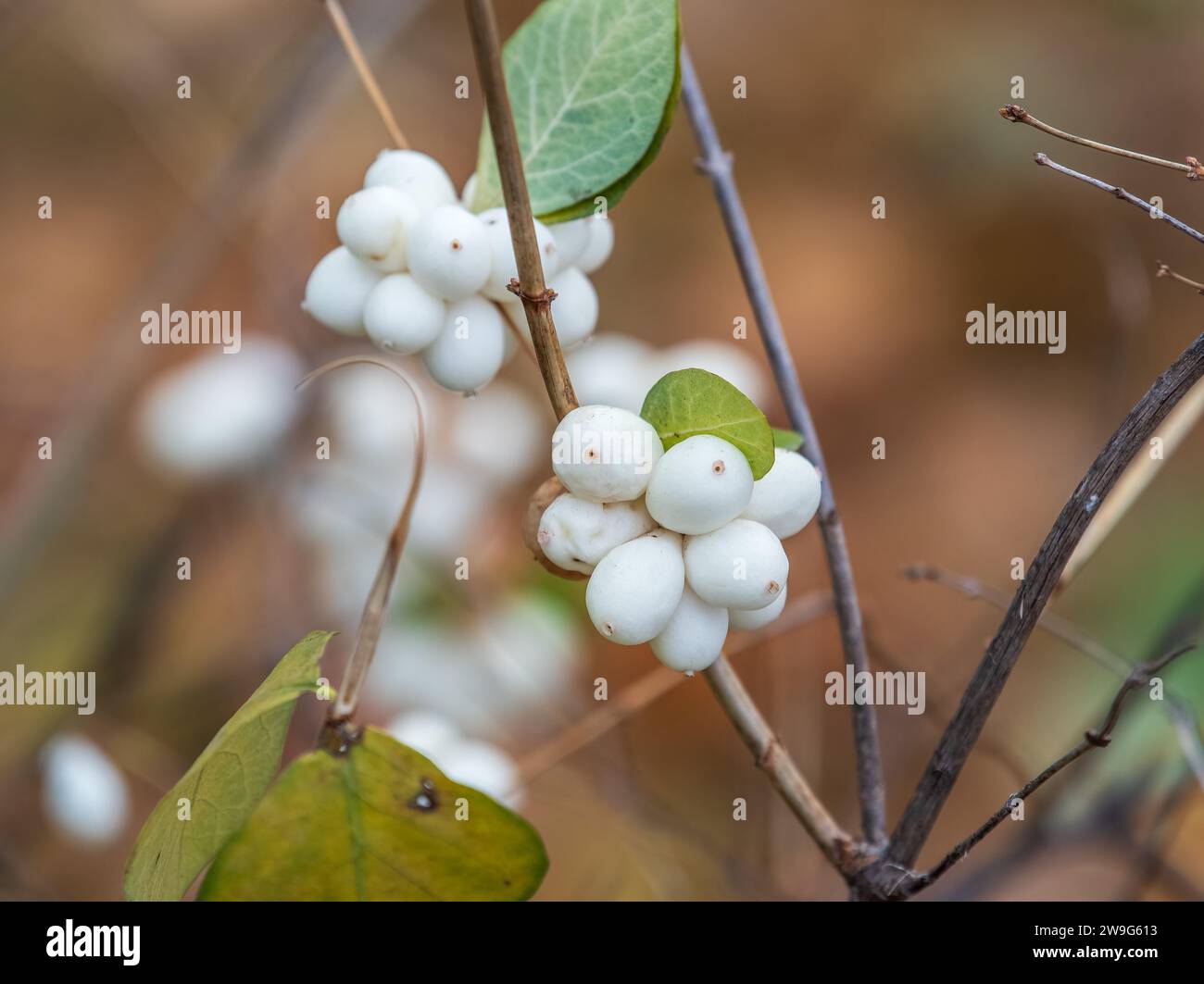 Snowberry shrub with white poisonous berries in autumn, also known as ghostberry and waxberry, popular ornamental garden plant. Latin name Symphoricar Stock Photo