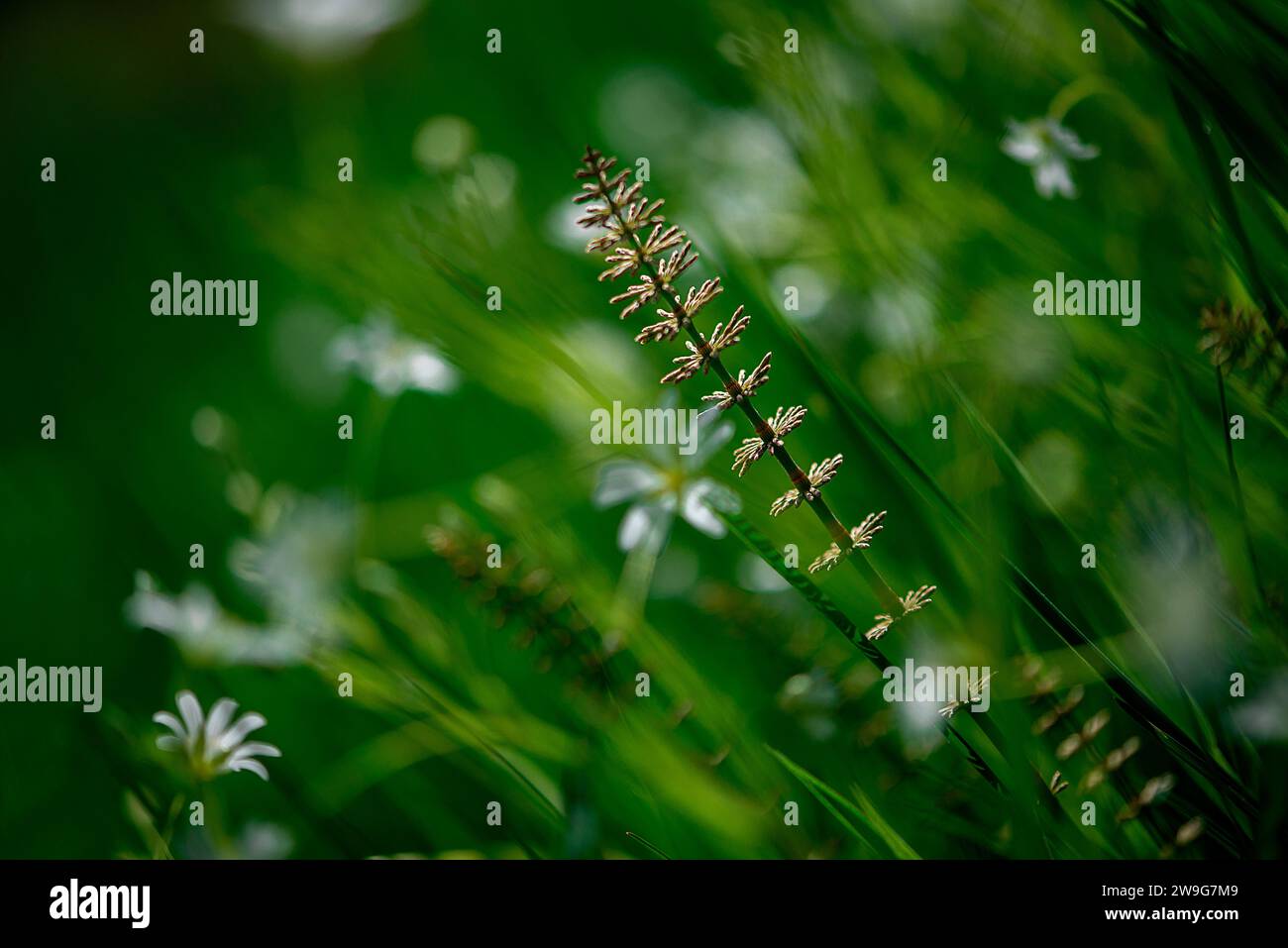 A vibrant display of lush flowers in bloom, growing in a picturesque ...