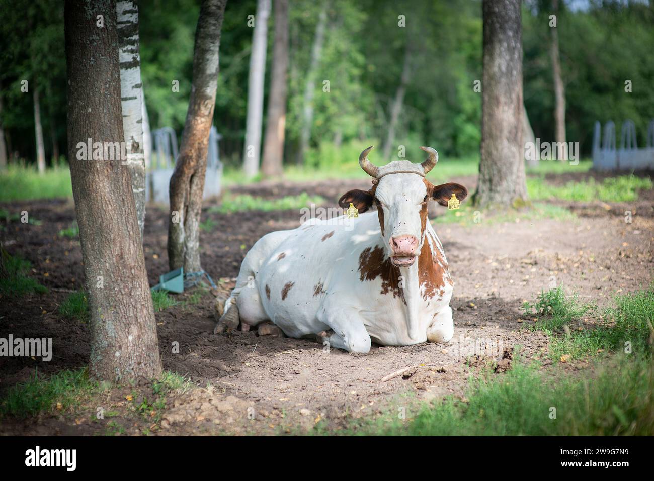 A brown and white cow contentedly rests in a grassy meadow, surrounded by tall trees and lush greenery Stock Photo