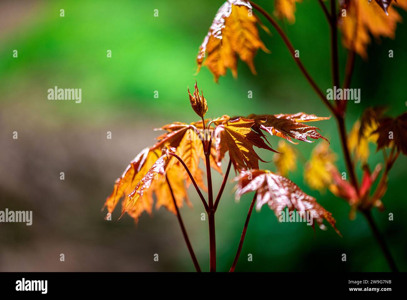 A vibrant image of a cluster of yellow autumn leaves with dark red spots on a blurred green background Stock Photo