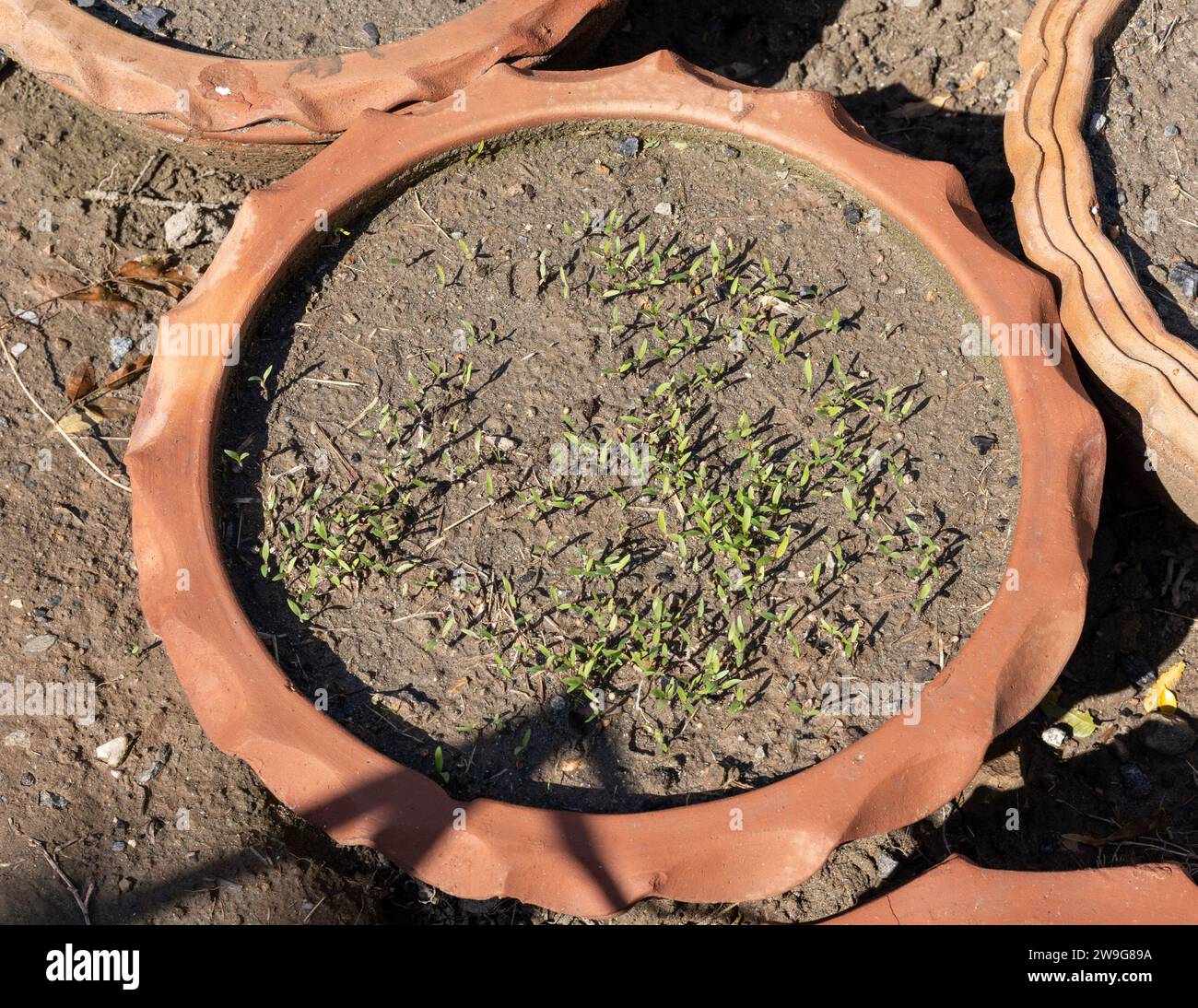 Coriander seedlings plant pot hi-res stock photography and images - Alamy