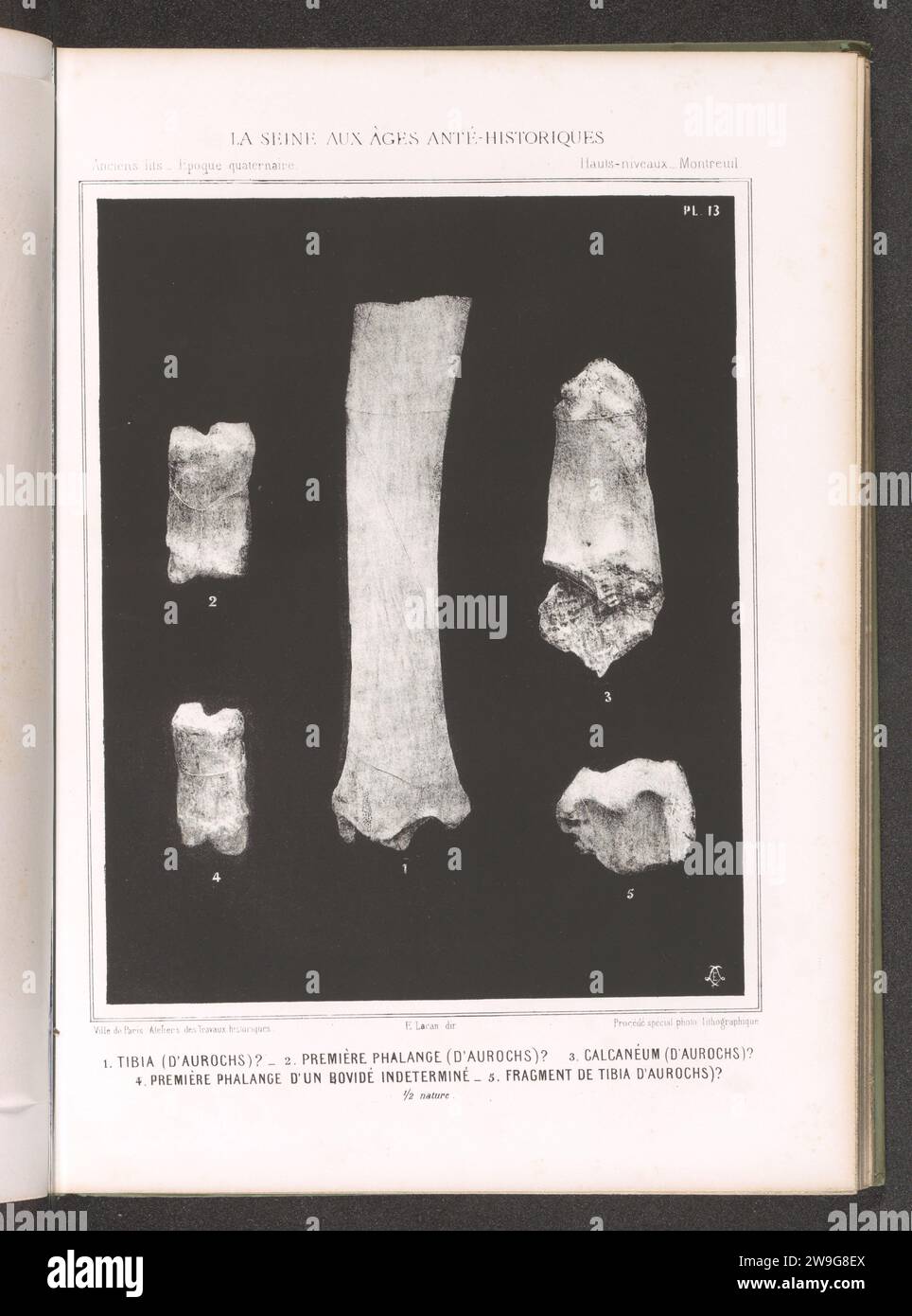 The aurochs skeleton hi-res stock photography and images - Alamy, image size:964x1390