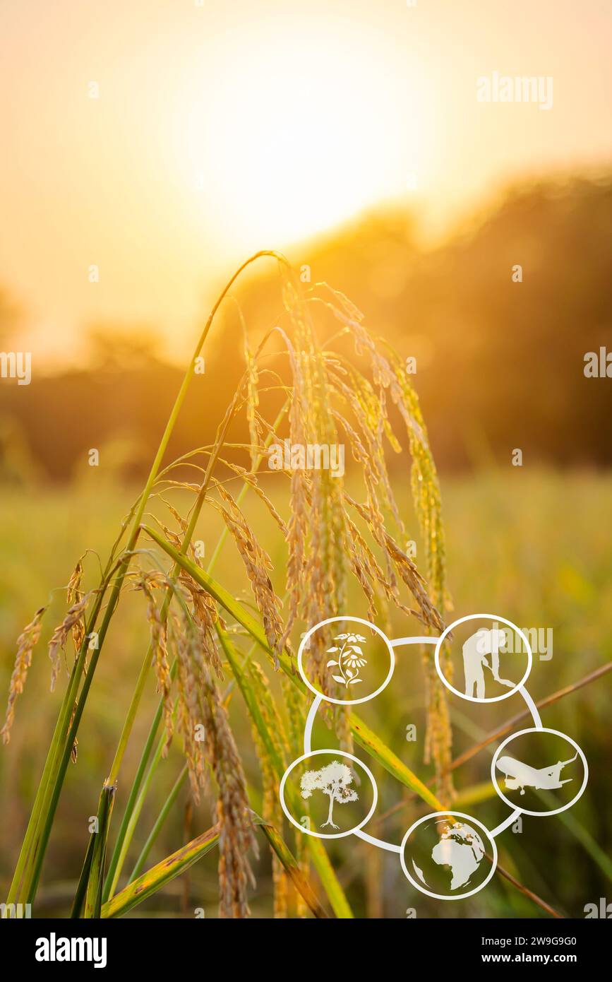 Tourism and agricultural learning resources, Rice plant with sunrise or ...