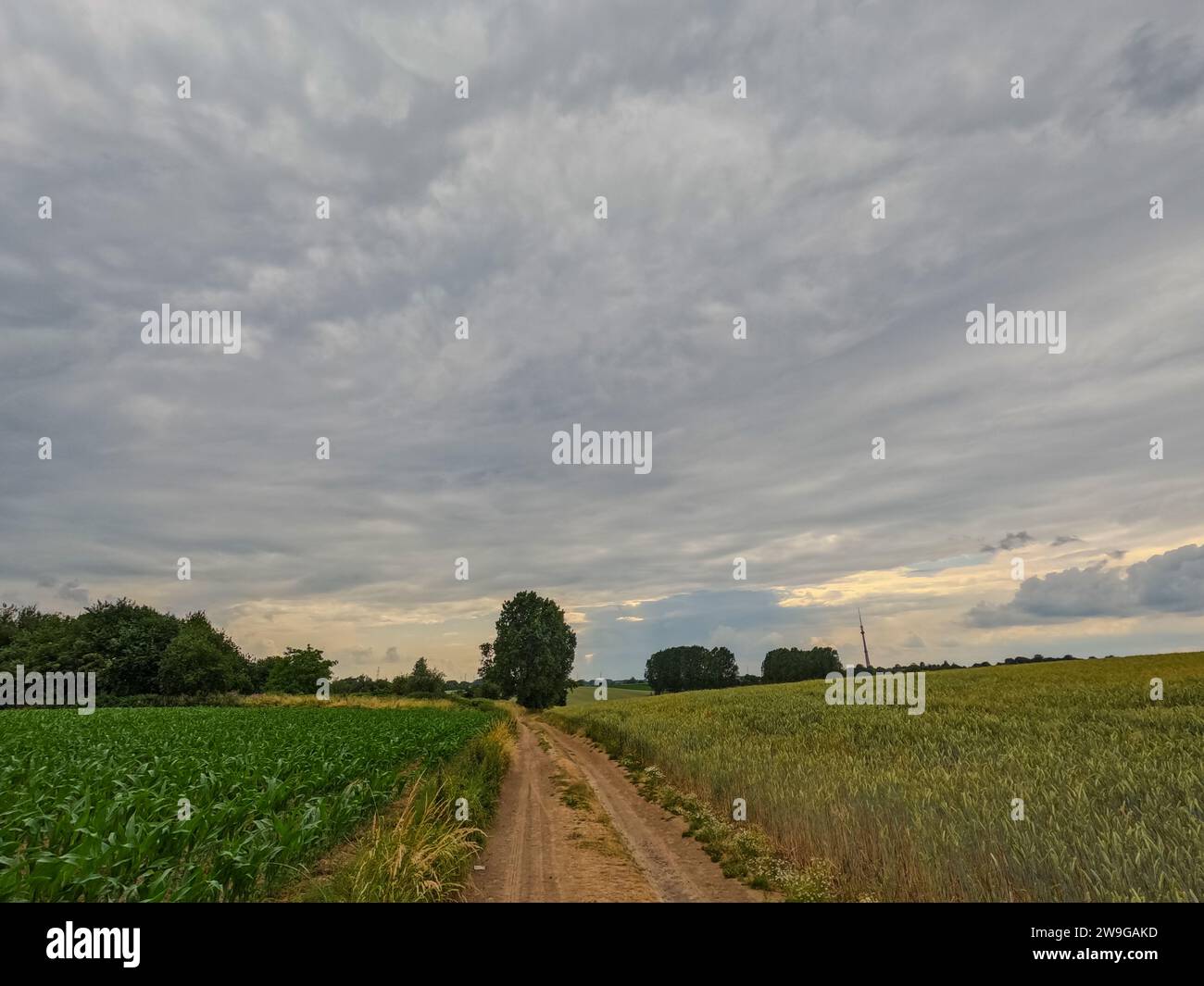 This image captures a dirt pathway meandering through contrasting crop fields, leading the eye into the distance. On the left, rows of green crops are rich in color, possibly corn, in their mid-growth stage. On the right, the golden tips of wheat indicate maturity, ready for harvest. The overcast sky, with its undulating clouds, adds a sense of depth and movement to the scene, while the path invites contemplation of the journey through the cycles of agricultural life. Rural Pathway: Journey through Crop Fields. High quality photo Stock Photo