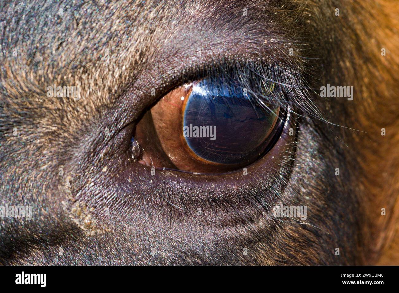 Close-up photo of cow, eye detail with reflection. Stock Photo