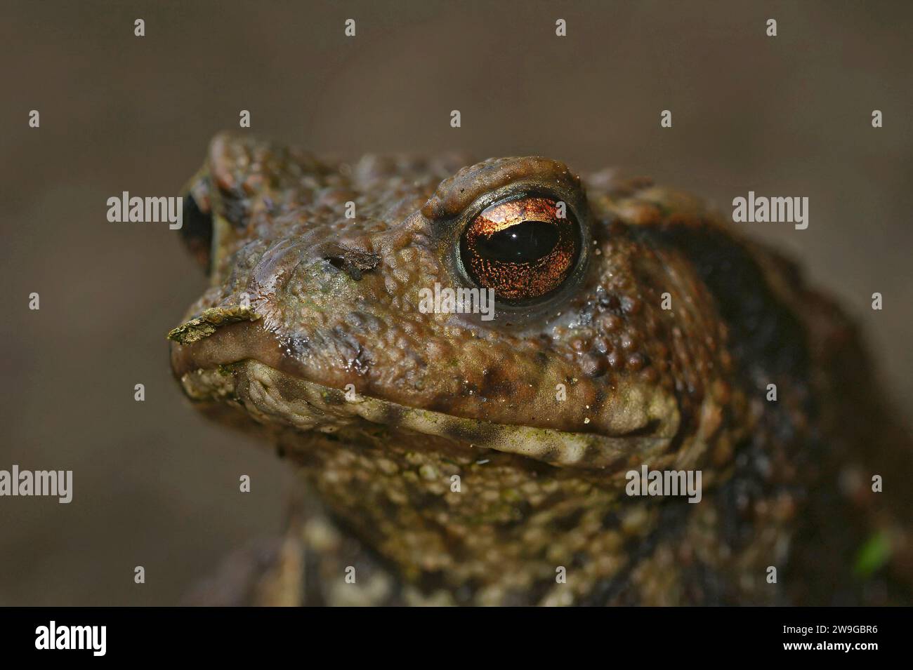 Natural facial closeup on a Common European toad, Bufo bufo Stock Photo