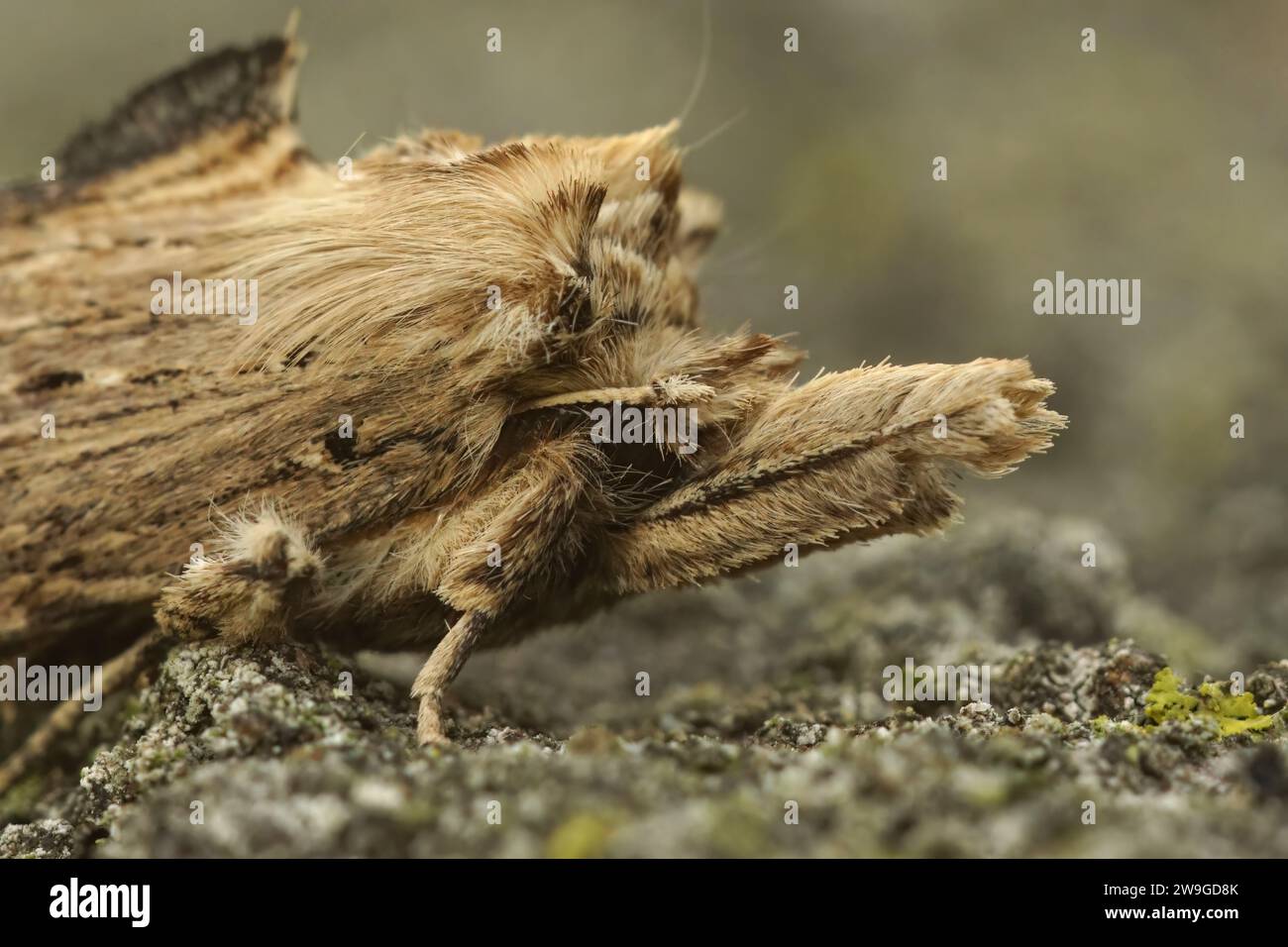 Natural closeup on the pale prominent moth, Pterostoma palpina sitting on wood in the garden Stock Photo