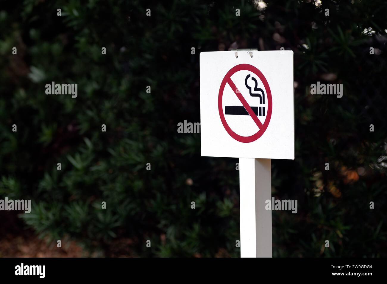 No smoking sign outdoors in a forest on a white plywood wooden stand