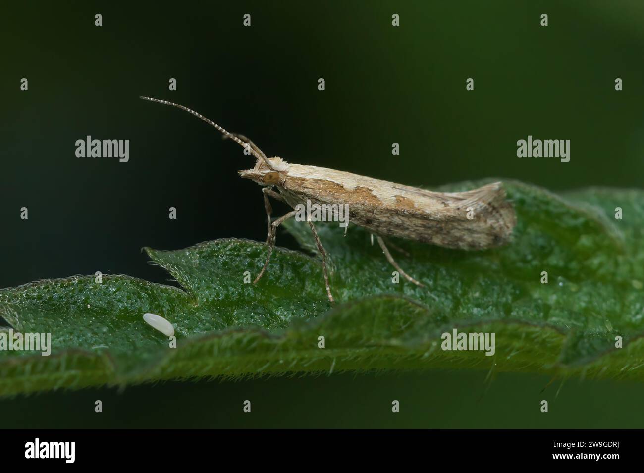 Natural closeup on the cabbage or small diamondback moth, Plutella xylostella, sitting on on a green leaf Stock Photo