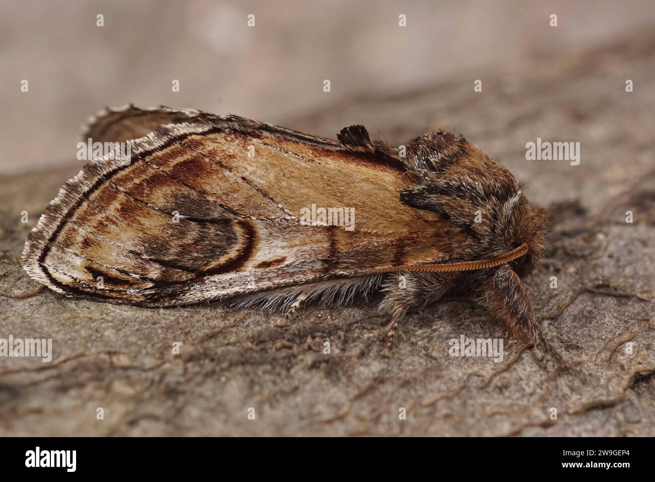 Natural closeup on the pebble prominent moth,Notodonta ziczac, sitting on wood Stock Photo