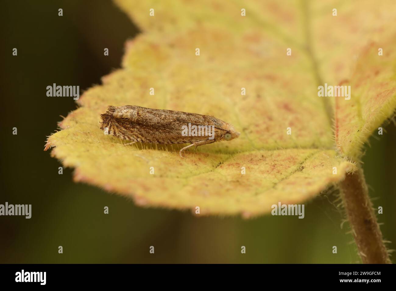 Natural closeup shot of the small Lettuce Tortricid moth, Eucosma conterminana on a leaf in the garden Stock Photo