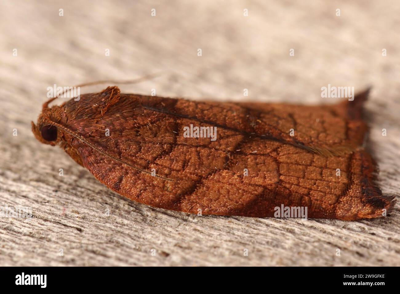 Detailed closeup on the colorful Large Fruit-tree Tortrix moth, Archips podana in the garden Stock Photo