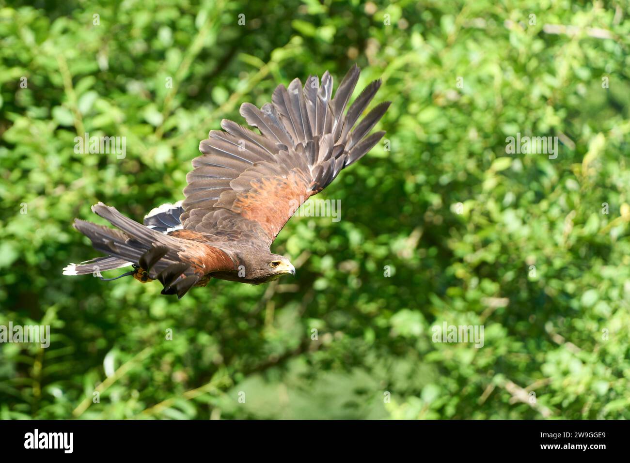 A hawk majestically gliding in the sky above a lush green forest. Stock Photo