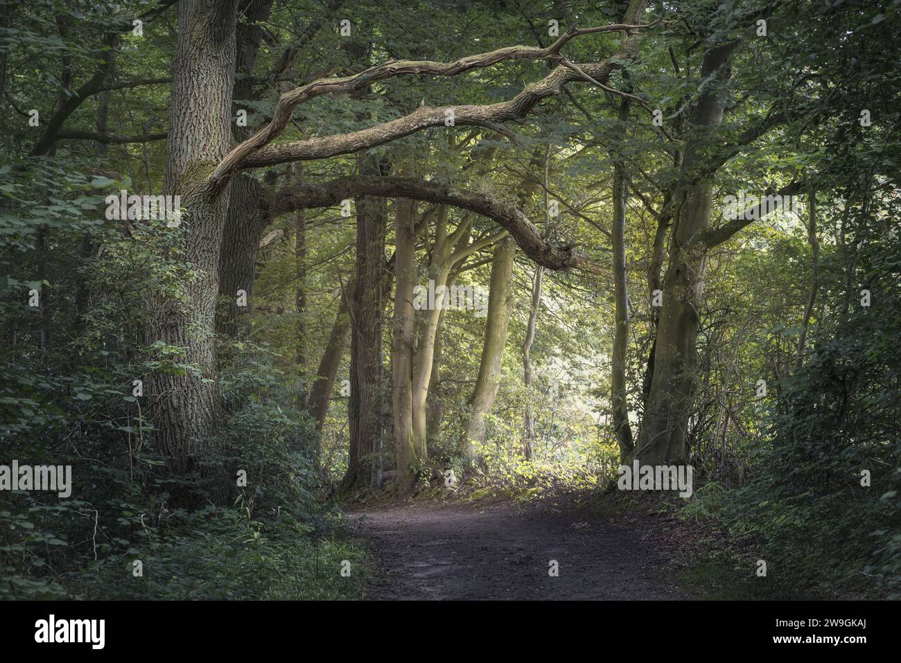 Tranquil forest grove with green leaves and old-growth trees, Grasten Forest, Denmark Stock Photo