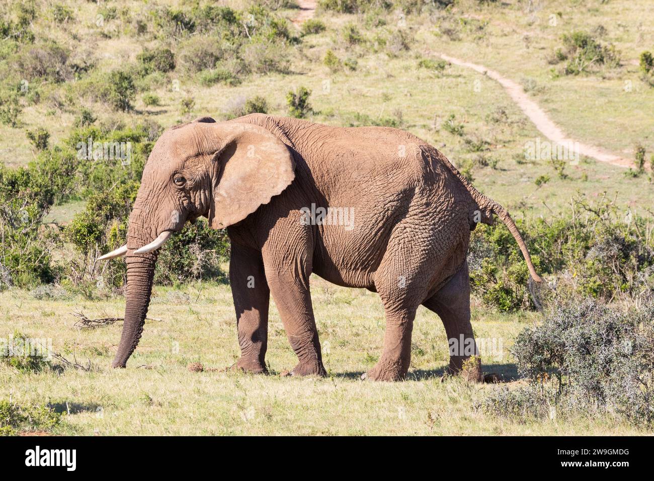 Bull Sebakwe Bull African Bush Elephant